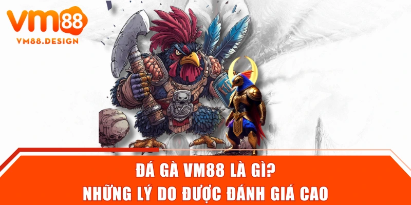 Đá gà VM88 là gì? Những lý do được đánh giá cao