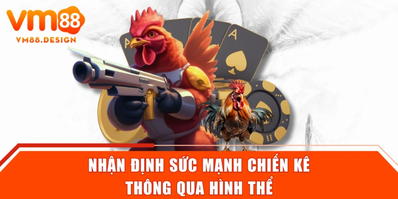 Nhận định sức mạnh chiến kê thông qua hình thể
